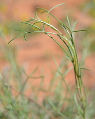 Calobota halenbergensis