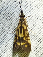 Macrostemum carolina