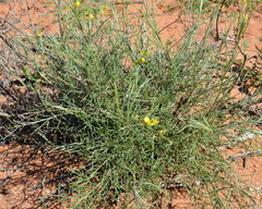 Calobota halenbergensis