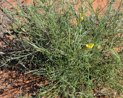 Calobota halenbergensis