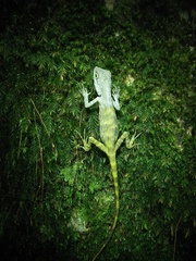 Pseudocalotes tympanistriga