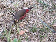 Lagonosticta rubricata