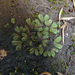 Riccia crozalsii - Photo no rights reserved, uploaded by Peter de Lange