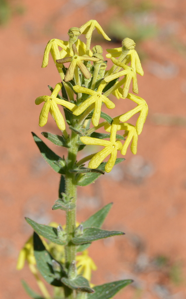 Tearbush