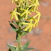 Sad Tearbush - Photo (c) copper, some rights reserved (CC BY-NC), uploaded by copper