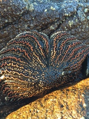 Heliaster helianthus