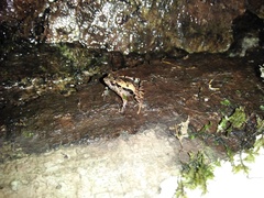 Microhyla palmipes