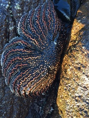 Heliaster helianthus