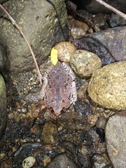 Leptobrachium hasseltii