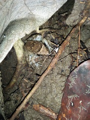 Limnonectes microdiscus