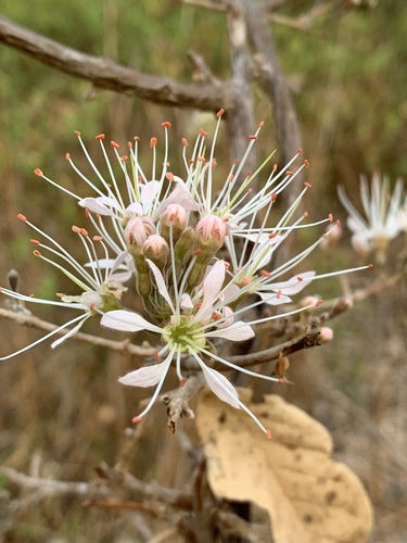 Combretum image