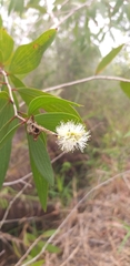Melaleuca cajuputi