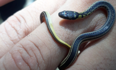 Erythrolamprus melanotus