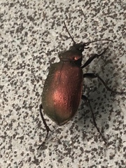 Calosoma oceanicum