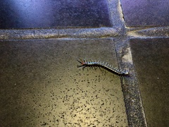 Scolopendra japonica