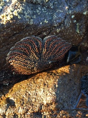 Heliaster helianthus