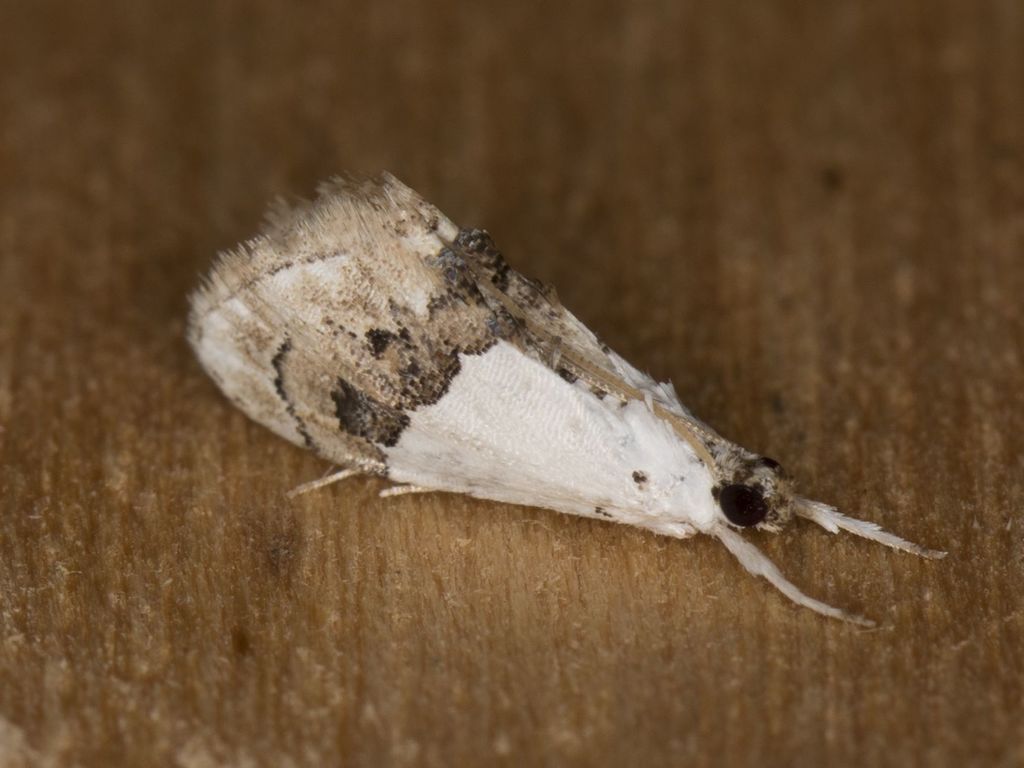 Fancy Lipocosma