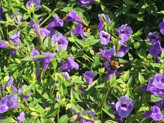 Xylocopa appendiculata circumvolans