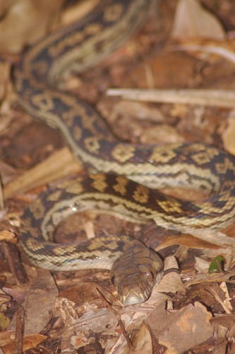 Australian Scrub Python sighting