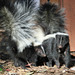Skunkit - Photo (c) Greg Schechter, osa oikeuksista pidätetään (CC BY)