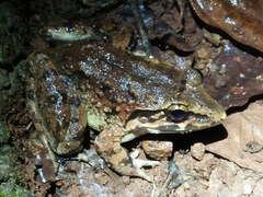 Limnonectes macrodon