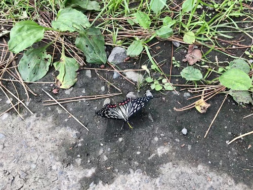 Photo of Red Ring Skirt (Hestina assimilis)