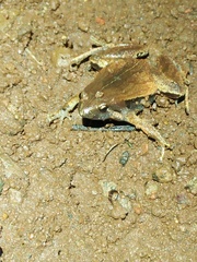 Microhyla achatina