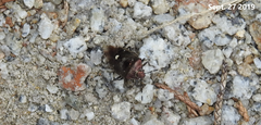 Menida