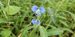 Commelina forskaolii
