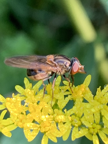 American Snout Fly photo 4