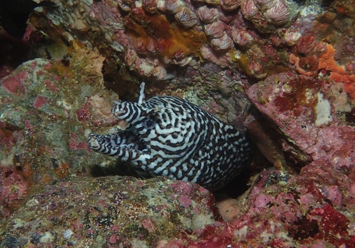 Dragon moray (Enchelycore pardalis) — Muraenidae — 5