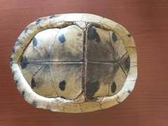 Cuora amboinensis kamaroma