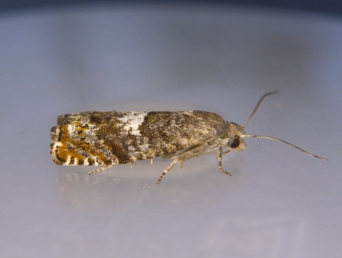 Epinotia removana