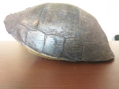 Cuora amboinensis kamaroma