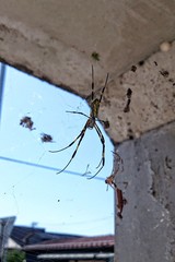 Trichonephila clavata