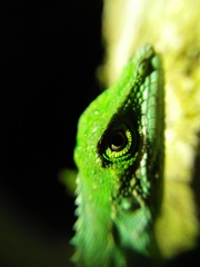 Pseudocalotes tympanistriga