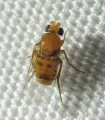 Apocephalus borealis