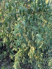 Ximenia americana microphylla