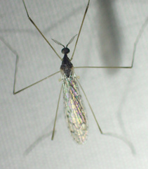 Rhipidia maculata