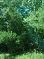 Juniperus virginiana virginiana