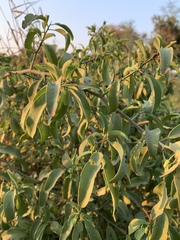 Ximenia americana microphylla