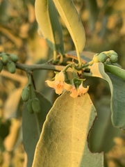 Ximenia americana microphylla