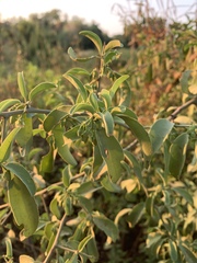Ximenia americana microphylla