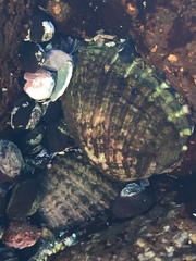 Concholepas concholepas