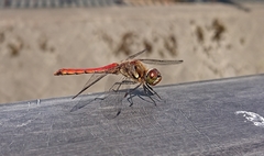 Sympetrum