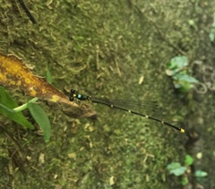 Coeliccia flavicauda