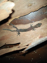 Hemiphyllodactylus typus