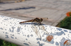 Sympetrum