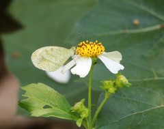 Leptosia nina niobe
