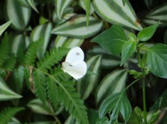 Leptosia nina niobe